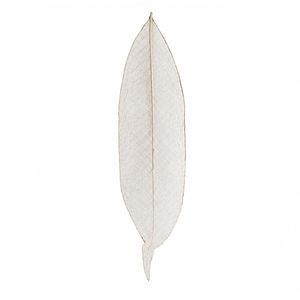 AQUA VRIKSHA Natural Skeleton Ylang Leaves for Crafts,Decoration | 11-15 CM | Pack of 500 - Product Image 4