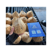 Coco seco de alta calidad, coco maduro con semiespinilla, coco fresco viejo para venta al por mayor y mercado de exportación
