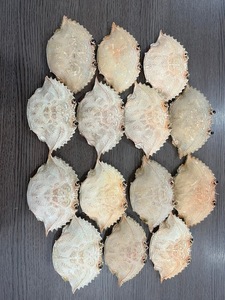 2026 Natural <b>Crab</b> Seashell High Quality Bulk Supply for Craft, Decoration & Aquarium Export Vietnam - Product Image 2
