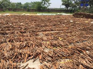 Cassia de Vietnam, Hojas Secas de Alta Calidad, Cosecha Nueva, en Barra Larga, Tipo AD, en Polvo, Certificado BRC, Marca Phalco - Product Image 6