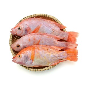 Poisson d'ormeau rouge congelé pour la cuisine et la consommation - Product Image 1