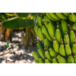 Bananes Cavendish vertes de qualité supérieure, qualité d'exportation, bananes fraîches brutes pour la vente en gros et les commandes en gros - Product Image 6
