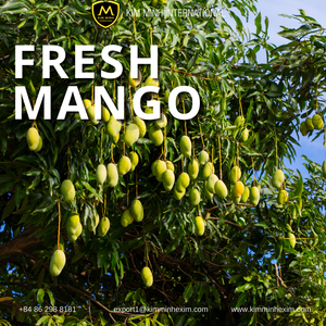 Mango Fresco Vietnamita Premium _ Suministro al por Mayor para Importadores y Distribuidores Globales - Product Image 2