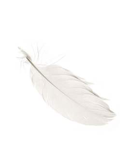 Plumas de Pato Blanco de Alta Calidad 2026, Procesadas y Limpias, Suministro a Granel de Vietnam para Relleno de Almohadas y Cojines, Exportación - Product Image 2