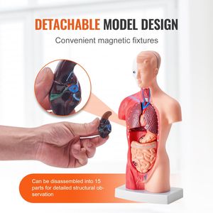 Modello di anatomia del busto umano da 11 pollici Modello di corpo umano educativo in 15 parti rimovibili per la scuola di apprendimento scientifico - Product Image 4