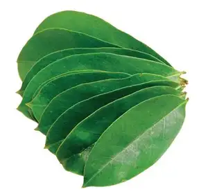 FRESH SOURSOP LEAVES/ DRIED SOURSOP LEAF HIGH QUALITY FROM VIETNAM (LAURA: +84 896611913)