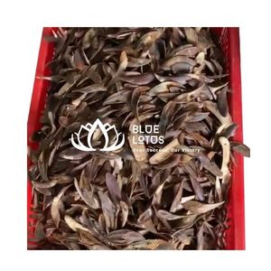 Produit phare : Coquille d'opercule de Murex en vrac, matière première pour extrait de parfum et encens, Vietnam - Product Image 1