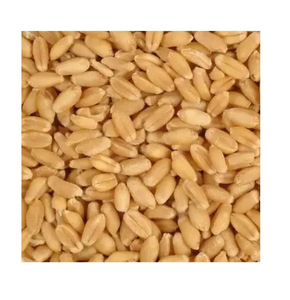 Suministro a Granel de Primera Calidad, Trigo Duro de Alta Calidad, Grado Alimenticio, Disponible en Stock, Servicio OEM, Exportación - Product Image 4