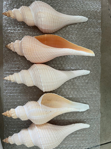Coquillages blancs naturels en vrac, fournisseur du Vietnam pour la décoration artisanale et la création de bijoux DIY - Product Image 2