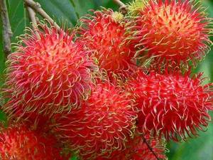 Rambutan Enlatado Premium de Vietnam – Sabor Dulce Natural, Fresco, Dulce y de Alta Calidad // Mr.Tom - Product Image 5