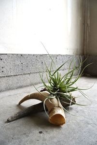 Corne de buffle naturelle, objet décoratif artisanal, objet de collection sur le thème animal, matière première - Product Image 4