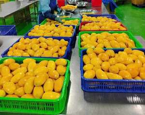 Polpa de mango congelada IQF premium de Vietnam |   Sabor Dulce Natural |   Envasado al Vacío |   Embalaje de Cartón para Exportación |   KM Mango - Product Image 1