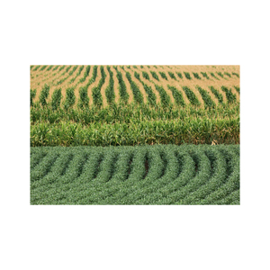Fine Quality Brazil Non GMO <b>Soybean</b> Natural Clean <b>Soybeans</b> For Plant Based Food Industry And Export Buyers - Product Image 2