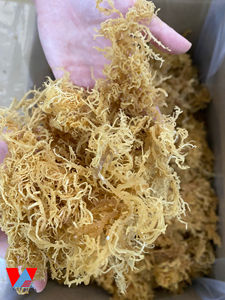 <b>Golden</b> <b>Sea</b> <b>Moss</b> Pure Natural <b>Sea</b> <b>Moss</b> Dried Fresh Whole No Chemicals Wildcrafted Sun-Dried Vegan Superfood/ Ms. Lima - Product Image 5