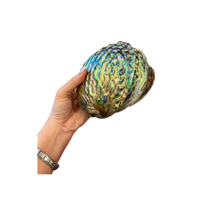 Vietnam Natural <b>Abalone</b> <b>Shell</b> for Inlay Crafts Jewelry Accessories Decorative Art Home Decor Projects and Gift Packaging - Product Image 2