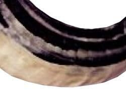 Cuerno de Shofar Natural de Carnero, Precio Accesible, Hecho a Mano, Cuerno Religioso Judío para Oración, Ceremonia y Uso Espiritual - Product Image 4