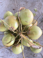 Persediaan jumlah besar kelapa muda pemotong berlian buah air kelapa Vietnam