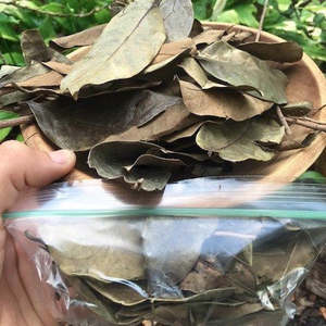 Dried Sousop Leaves Herbal Spice Organic Non Sugar Health <b>Tea</b> Plastic Bag Packaging for Cooking Flavoring Agent Remove Serving - Product Image 5
