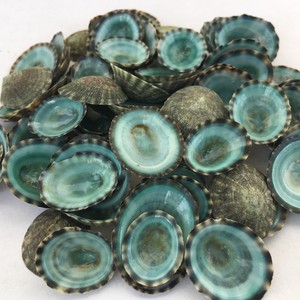Conchas verdes de limpets para manualidades, venta al por mayor de conchas marinas naturales, buen precio, conchas decorativas - Product Image 1