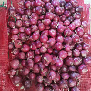 Oignons rouges de qualité export, sélection de la cuisine mondiale enrichie du Vietnam - Product Image 1