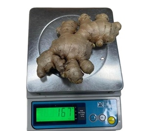 ขิงสดจากเวียดนามพร้อมผักขิงสดขนาดใหญ่ - Product Image 1