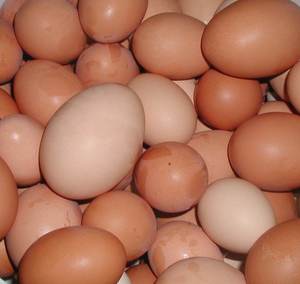 Huevos de gallina frescos con alto contenido proteico 2026 en stock, huevos de mesa empaquetados y suministrados para compradores al por mayor, precios con descuento. - Product Image 5