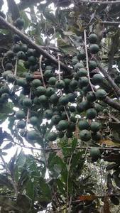 ถั่วแมคาเดเมียชนิดที่1ในเวียดนาม100% เป็นธรรมชาติอร่อยและสะดวกราคาสมเหตุสมผลจาก99ข้อมูลทองคำ - Product Image 5