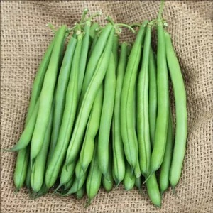 Proveedores de lentejas amarillas (Toor Dal, Pigeon Pea Split) - Product Image 1