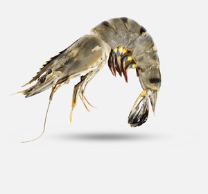 Camarones Tigre Congelados al por Mayor con Textura Carnosa de Calidad Premium, Procesamiento Limpio, Grados Uniformes y Almacenamiento Conveniente - Product Image 3