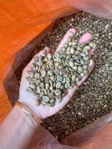 Unroasted <b>Robusta</b> <b>Coffee</b> <b>Beans</b> Bulk Supply Premium Grade A Clean <b>Coffee</b> <b>Beans</b> Vietnam green <b>coffee</b> <b>bean</b> - Product Image 3