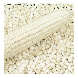 Granos de Maíz Blanco Glutinoso de Alta Calidad para Consumo Humano - Suministro a Granel Seco con 3 Años de Vida Útil - Product Image 1