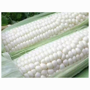 Grano de Maíz Blanco Seco y Limpio con Alto Valor Nutricional para Consumo Humano - Product Image 5