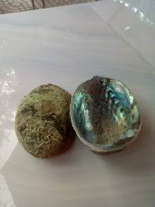 <b>Abalone</b> <b>Shell</b> Polished Seashell Large 2''-3" Wholesale Color Sage Burning - Product Image 4