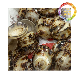 Bulk limpet shell for crafts aquarium decoration and marine style home decor natural seashell - Product Image 3