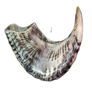 Corne naturelle Rare très grande, à prix adapté, 1 pièce - Product Image 6