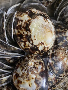 Suministro de Conchas de Limpet de Vietnam para Artesanías Decorativas, Interiores Costeros, Souvenirs y Venta al por Mayor Internacional - Product Image 4