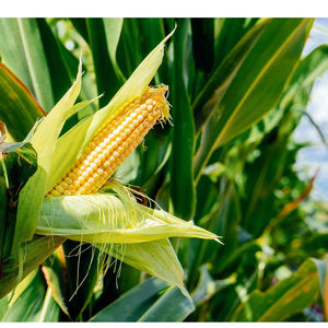 ราคาขายส่งข้าวโพดเหลืองแห้ง/เมล็ดข้าวโพดจำนวนมาก - Product Image 1