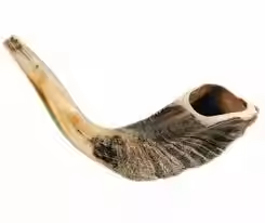 Standard Quality Ram <b>Drinking</b> <b>Horn</b> Decorative <b>Horn</b> Pair for Worldwide Export From India Sheep <b>Horn</b> Pair - Product Image 5