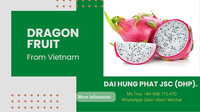 2025 Vietnam Gekweekte Biologische Witte Drakenvrucht Hoge Kwaliteit Vers Fruit Hot Sale Boerderijprijs Goed voor de Gezondheid Groothandel