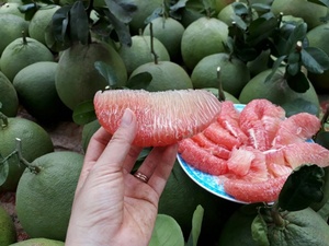 ส้มโอเขียวเปลือกเขียวออร์แกนิกจากเวียดนาม น้ำหนัก 1-1.8 กก./ลูก ผลไม้รสเปรี้ยวสดใหม่ เนื้อสีชมพู ความหวาน 10-13% - Product Image 2