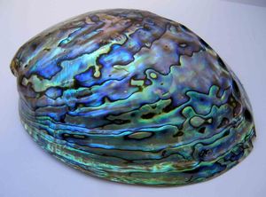 Coquilles d'ormeaux ovales naturelles brutes non polies, matériaux artisanaux pour la fabrication de bijoux faits à la main, la décoration artistique et la décoration intérieure - Product Image 2