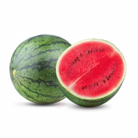 Premium verse rode watermeloen, natuurlijk zoet en sappig fruit, kwaliteit A voor groothandel en export.