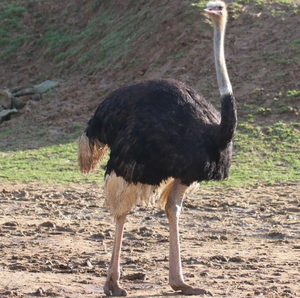 South <b>African</b> Black-necked Ostrich Breeding Birds NMF (PVT) LTD Brand Long Shelf Life for Bulk Orders International Markets - Product Image 6