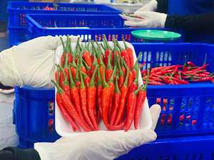 Frozen <b>Red</b> <b>Hot</b> Chili Pepper Whole Food Grade - Product Image 5