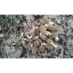 Champignons de morilles sauvages séchés Premium East Naturhus, arôme riche et saveur umami naturelle - Product Image 6