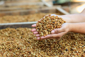 Granos de Café Verde Vietnamita Robusta, Suministro a Granel, Alta Calidad G1, Exportación OEM ODM, Directo de Fábrica, Venta Mundial, 24 Meses de Vida Útil - Product Image 2