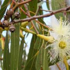 ใบยูคาลิปตัสแห้งเกรดพรีเมียมจากเวียดนาม สำหรับทำเทียนหอมและงานฝีมือที่มีคุณค่าทางโภชนาการ โดย 99 โกลด์ ดาต้า - Product Image 6