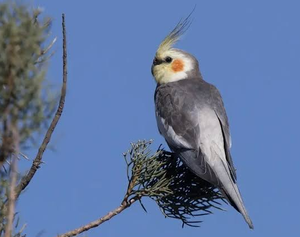 Cockatiel Live Ornamental Birds for Aviculture Breeding Programs <b>Aviaries</b> and Wholesale Supply - Product Image 2