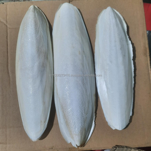 Hueso de Sepia Seco de Primera Calidad para Alimentación Animal, Calcio y Minerales Esenciales de Ho Chi Minh City, Vietnam - Product Image 1