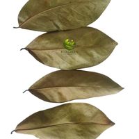 Feuilles de corossol séchées, tisane naturelle, feuilles d'Annona Muricata, thé détox bio, fournisseur Vietnamien, vente en gros en vrac